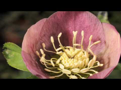 Hellebore Pink Frost - Time lapse Hellebore. Stamens uncurling Filmed over a period of two days. Exposure interval 3-6 minutes Filmed by Neil Bromhall copyright http://www.rightpla...