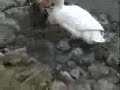Duck Gangbang Duck Gangbang