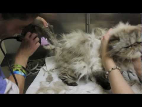 Cat Grooming - Extreme mats