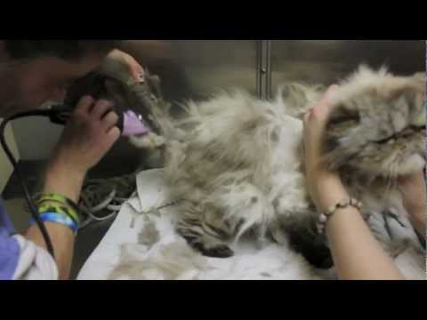 how to remove knots from cats fur