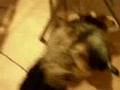 Cody AND Macduff