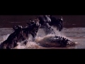 Dubhe – Animal [Videoclip]