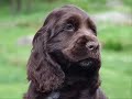 Chocolate English Cocker Spaniels Chocolate English Cocker Spaniels