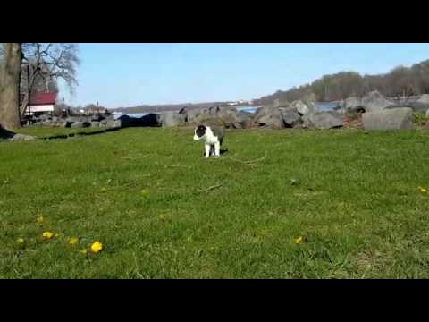 Destinys video taken in april 14, 2016