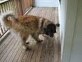 Dog Wars