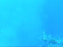 Zenobia Dive