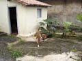 pit bull x bull terrier