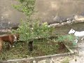 pit bull x bull terrier