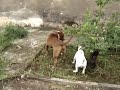 pit bull x bull terrier