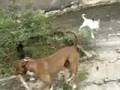 Bull Terrier Inglés video