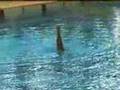 Solo Grèce coupe comen natation synchronisée genève 2007
