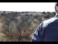 Bow Hunting Javelina