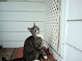 Moocher knocking on door for breakfast.mp4