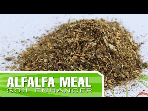 how to fertilize alfalfa