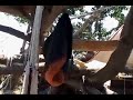 bubble bag hashish from shake leaf or bud  part 4 of 8 