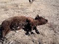 Buffalo Hunt