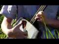 Homemade Shamisen - Tsugaru Jonkara Bushi