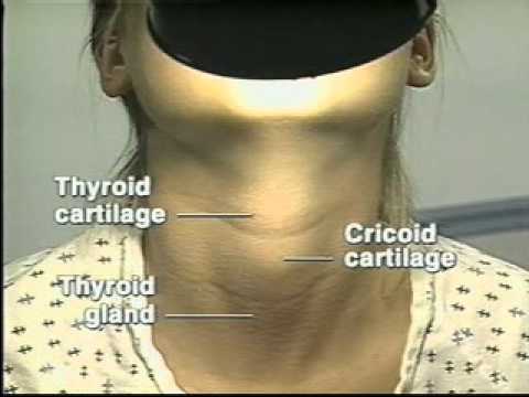 how to self check your thyroid