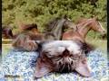 3...2...1... meins!!!.wmv