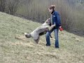 ciobanesti mioritici ciobanesti mioritici