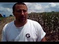Corn detasseling