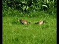 Fighting Pheasants