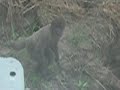 Monkey Adventures in Brazil