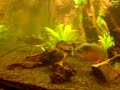 p.piraya - s.elongatus