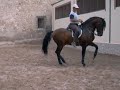 Andalusian equitation