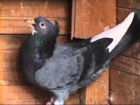 visokoletac - 