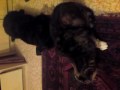 tiere.MP4