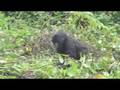 videos de Gorilla Cuddle