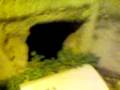 videos de huida de un yonki