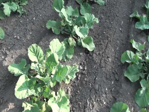 how to harvest broccoli