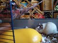Eggy Rats Eggy Rats