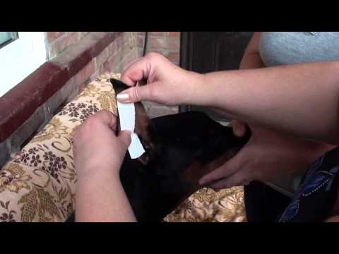 YouTube Трейлер