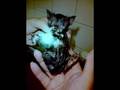 videos de DragonBall Z - KameHameHa!