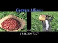 Growers Alliance Coffee