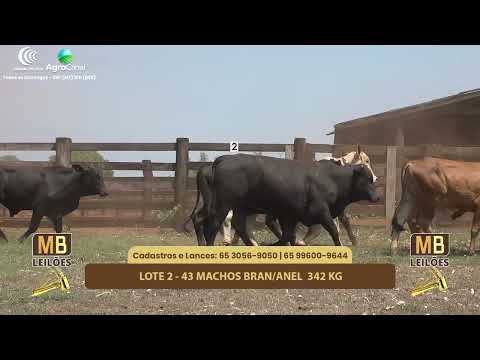 518 LEILO VIRTUAL MB LEILES