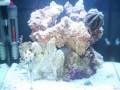 videos de Time Lapse Aquarium, having a hard time being Jewish on Christmas...