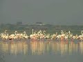 FLMAMIGO BIRD in solapur