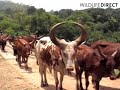 Ankole cattle crossing bridge in Congo