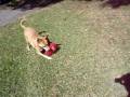 videos de Wolfy's playing