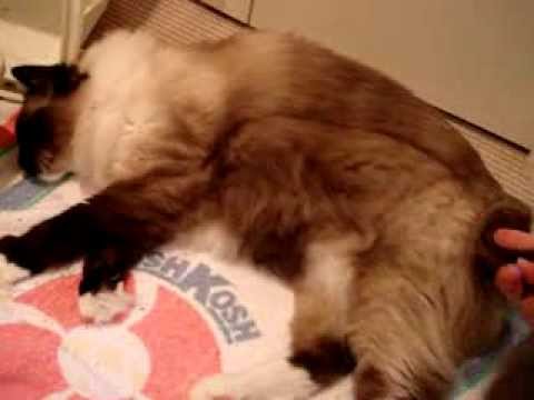 0 Caymus Videos