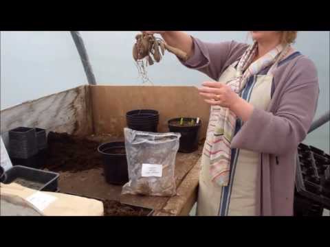 how to replant dahlias