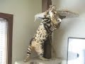 showing off the trick he invented, our bengal samson (