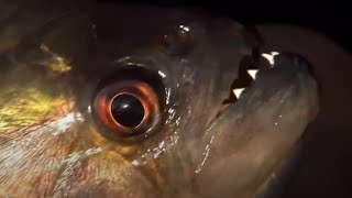 Vicious Piranha Moments  BBC Earth