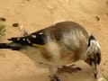 Darrrrek - Breeding carduelis major15
