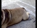Bronko - bulldog