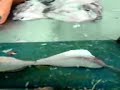 how to fillet perch